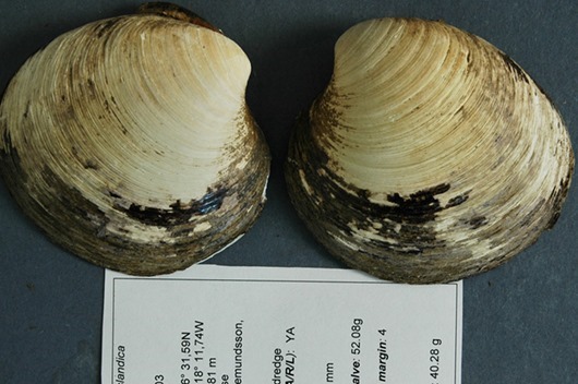 clip_image002 clip_image002