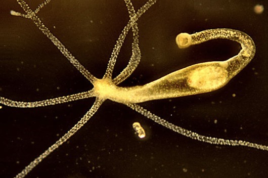 clip_image004 clip_image004