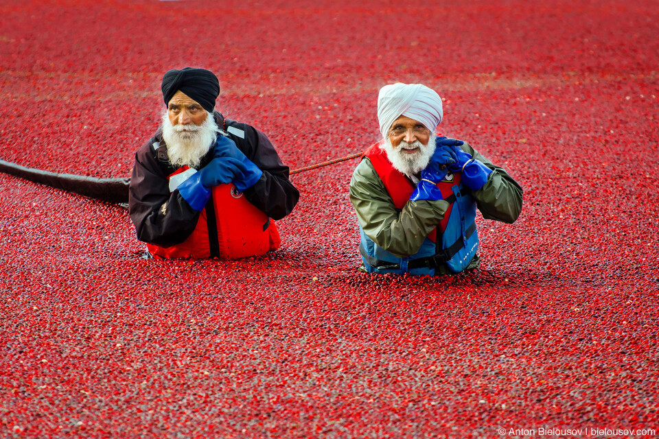 Захотелось немного колоритных фоточек в стиле National Geographics, поэтому сегодня перенесемся ненадолго в Индию. Ну как в Индию — в восточный Ричмонд, если точнее, что в 10 минутах езды от нашего дома, на противоположном берегу реки Фрейзер. Здесь на клюквенных полях поспел урожай, что, само по себе, не повод для праздника (хотя в некоторых городках — повод, да еще и какой), если бы не зрелищность того, как его собирают — когда еще в Ванкувере увидишь разлившееся красное море? Сбор урожая клюквы в Ричмонде (Richmond, BC)