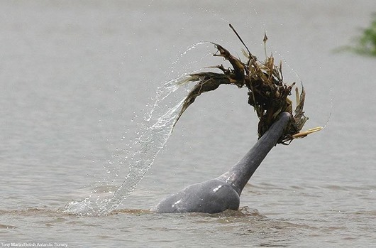 must credit:Tony Martin/British Antarctic Survey
Amazon Dolphins dress to impress - Male Amazon dolphin carrying weeds to impress the opposite sex 
Can you please ensure that the photo is clearly credited with the researcher s name Tony Martin/British Antarctic Survey.