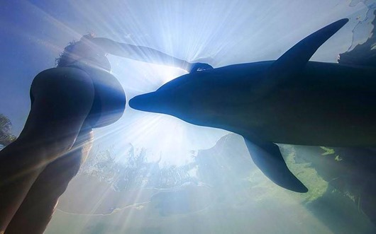 Pregnant woman with dolphins...PIC BY CHRISTIAN VIZL / CATERS - (PICTURED: A pregnant woman connecting with a dolphin against the sunrays at Ixtapa) - This is the incredible moment when a dolphin approached to lend a helping fin to a pregnant woman and played the role of underwater midwife. Snapped in Ixtapa, Mexico, by Christian Vizl, the clever mammal came to help this heavily pregant swimmer to ease and calm before giving birth. SEE CATERS COPY