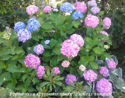 hydrangea-m.Endless-Summer-kust