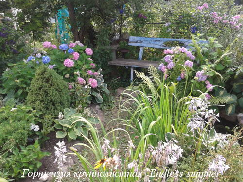 hydrangea-m.Endless-Summer-v-sadu