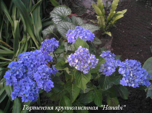 hydrangea-m.Hanabi