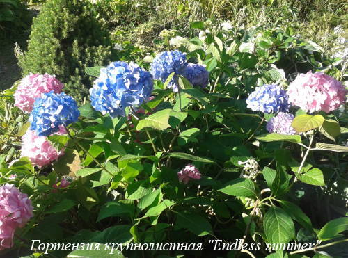 hydrangea-m.Endless-Summer