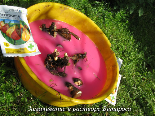 zamachivanie-v-vitarose