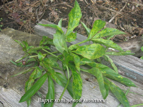 virus-mozaiki