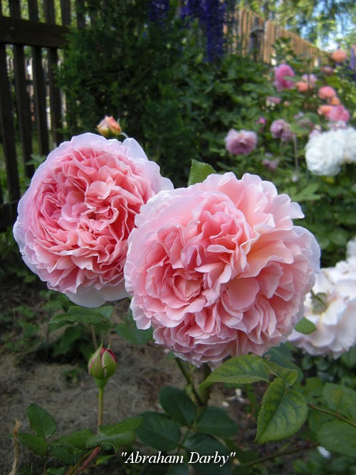 Abraham-Darby