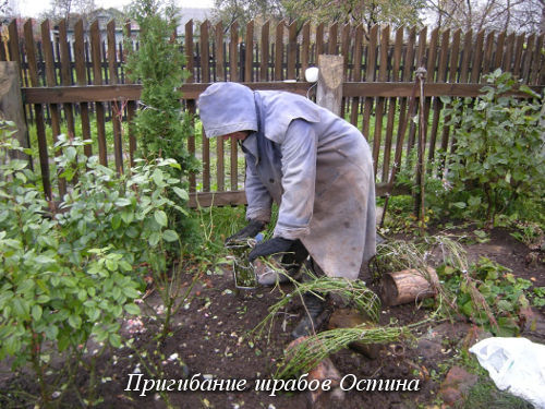 prigibanie-shrabov-Ostina