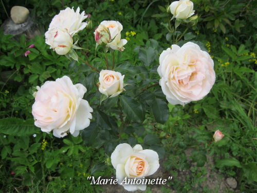 Marie-Antoinette