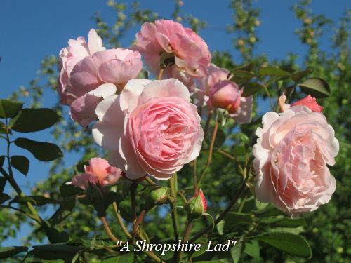 A Shropshire Lad