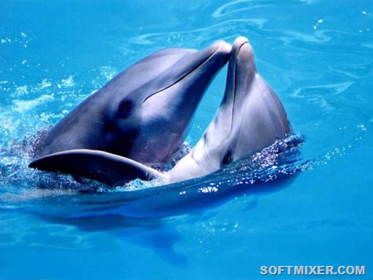 dolphins_see_fetus_2 dolphins_see_fetus_2