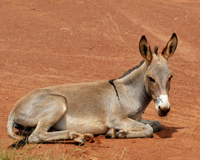 Take Action! Please sign the petition today!