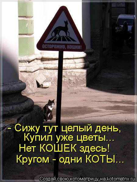 - Сижу тут целый день, Купил уже цветы... Нет КОШЕК здесь! Кругом - одни КОТЫ...... - Сижу тут целый день, Купил уже цветы... Нет КОШЕК здесь! Кругом - одни КОТЫ...