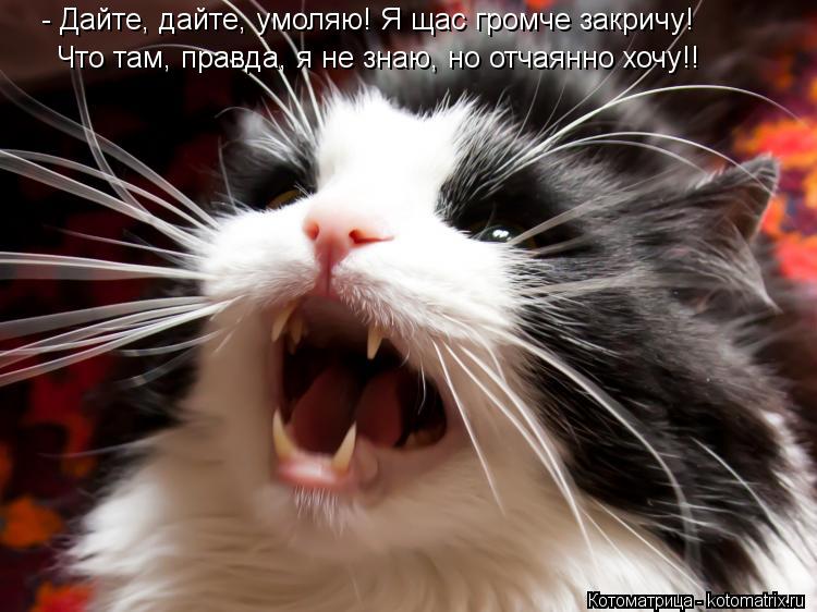 - Дайте, дайте, умоляю! Я щас громче закричу! Что там, правда, я не знаю, но отчаянно хочу!!... - Дайте, дайте, умоляю! Я щас громче закричу! Что там, правда, я не знаю, но отчаянно хочу!!