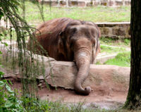 Biljee the elephant