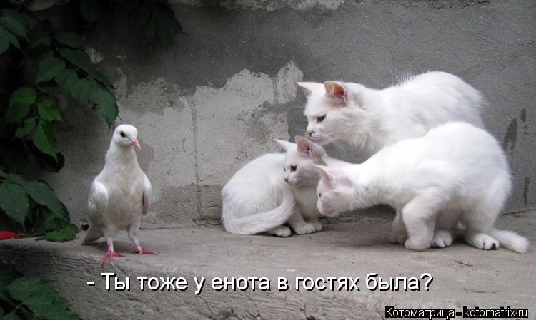 - Ты тоже у енота в гостях была?... - Ты тоже у енота в гостях была?