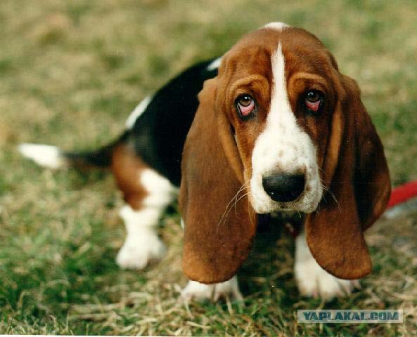 5187415_23Shef_Ya_Ispravlus___ (593x480, 52Kb)