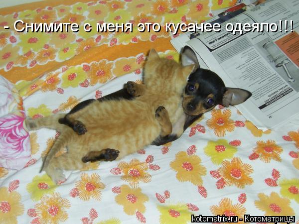- Снимите с меня это кусачее одеяло!!!... - Снимите с меня это кусачее одеяло!!!