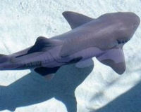 Please sign the petition today!