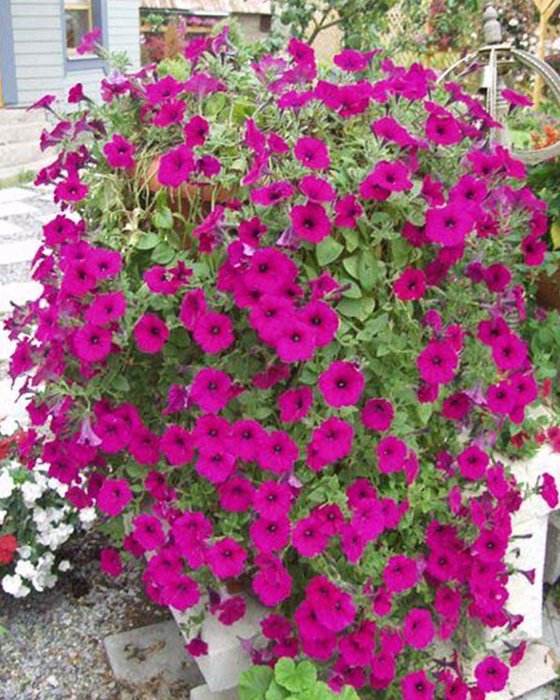 1314370373_petunia07 (560x700, 117Kb)