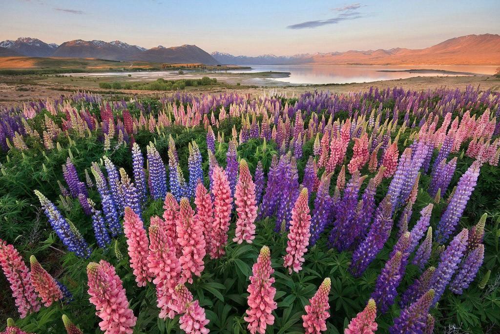 Tekapo09 Tekapo09 Красочное цветение люпинов на озере Текапо