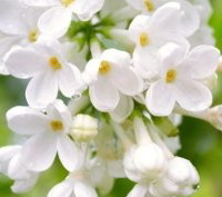 1375395659_belaya-siren-lechebnye-svoystvaя (200x177, 14Kb)