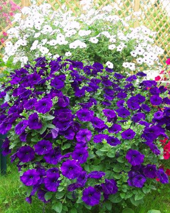 1314370333_petunia08 (560x700, 115Kb)