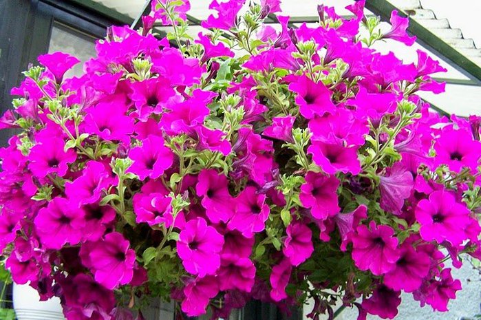 1314370232_petunia01 (700x465, 112Kb)