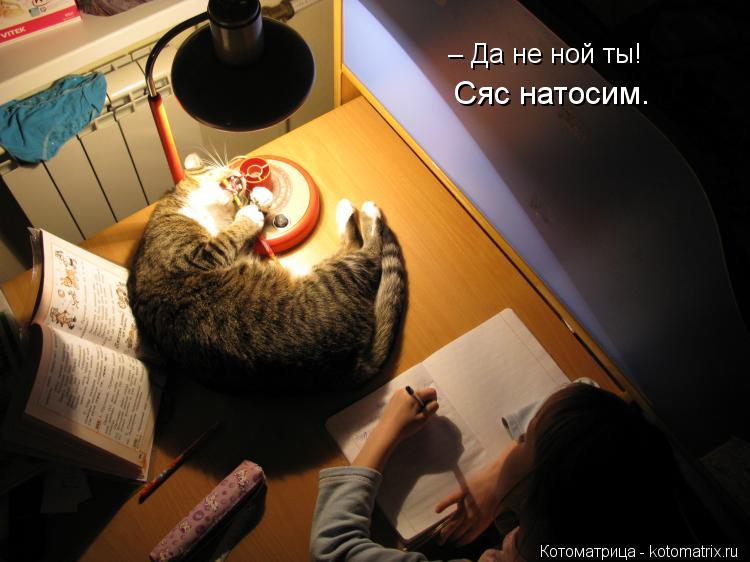 – Да не ной ты! Сяс натосим.... – Да не ной ты! Сяс натосим.