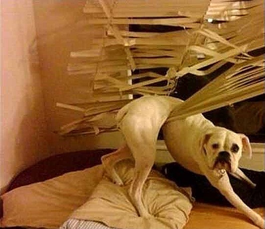 Guilty_dog_blinds Guilty_dog_blinds