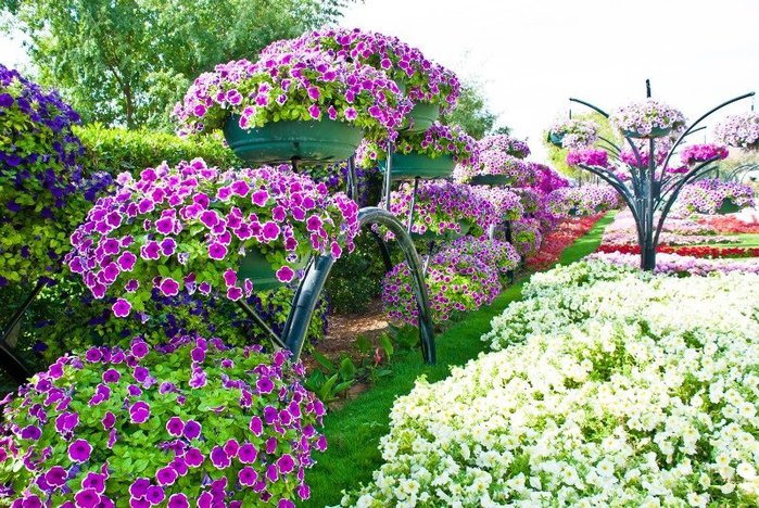 1314370401_petunia02 (700x468, 153Kb)