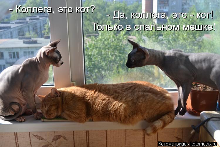 - Коллега, это кот? - Да, коллега, это - кот! Только в спальном мешке!... - Коллега, это кот? - Да, коллега, это - кот! Только в спальном мешке!
