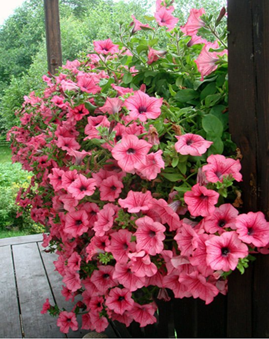1314370393_petunia03 (546x689, 107Kb)