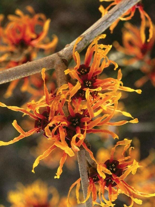 1 место. Дебби Хартли. «Победители фотоконкурса «International Garden Photographer of the Year»