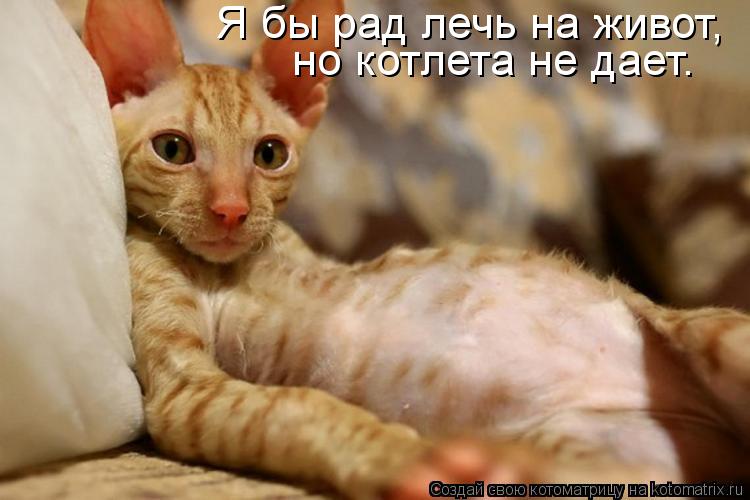 но котлета не дает. Я бы рад лечь на живот,... но котлета не дает. Я бы рад лечь на живот,