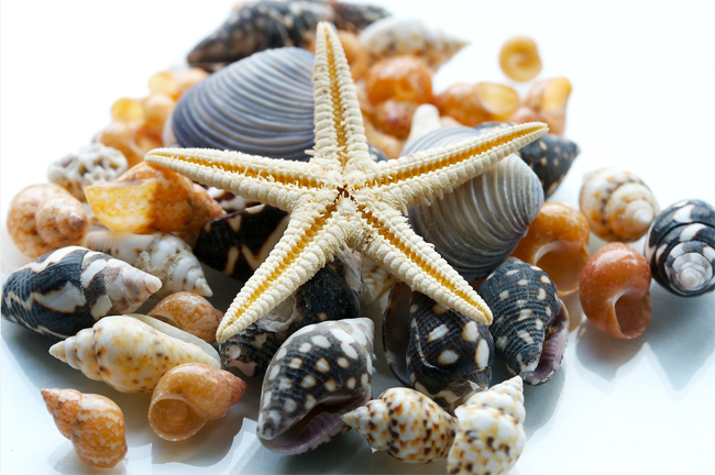 sea_shells_pictures_2 (650x432, 313Kb)