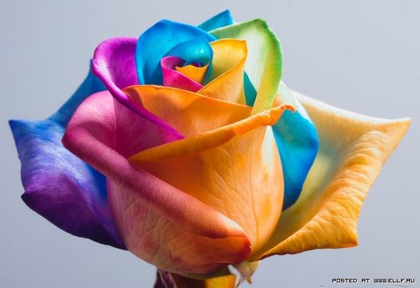 1297013526_1-8 (600x411, 38Kb)