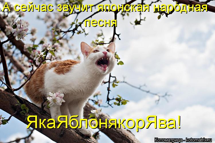 А сейчас звучит японская народная песня ЯкаЯблонякорЯва!... А сейчас звучит японская народная песня ЯкаЯблонякорЯва!
