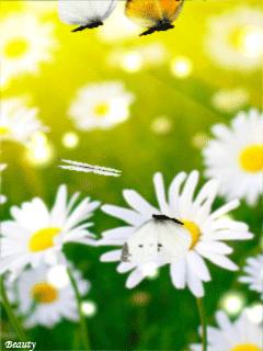 56 (240x320, 1080Kb)