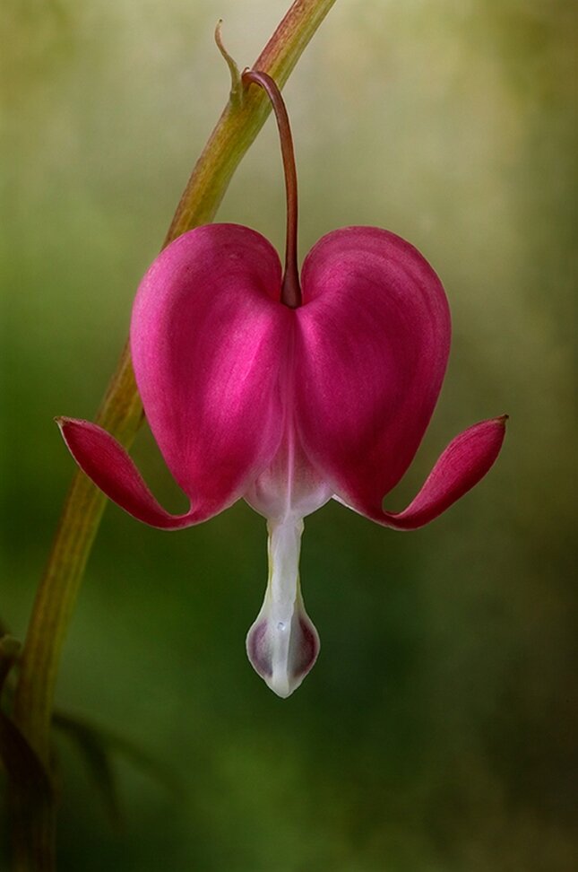 1 место. Дебби Хартли. «Победители фотоконкурса «International Garden Photographer of the Year»