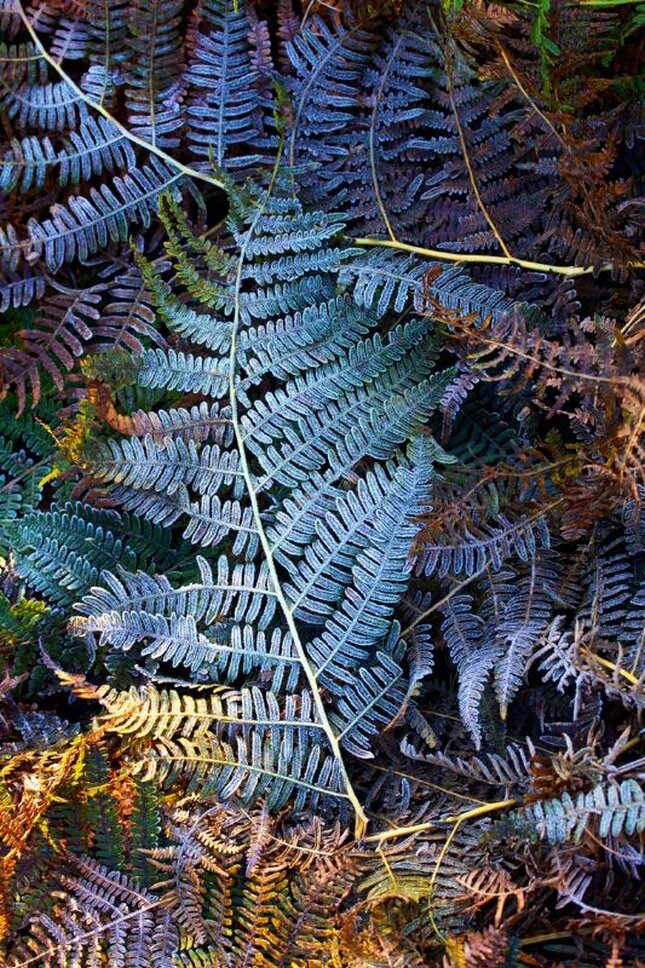 1 место. Дебби Хартли. «Победители фотоконкурса «International Garden Photographer of the Year»