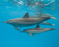 Please sign the petition today!