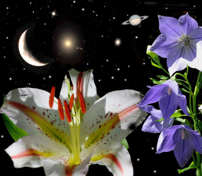 Спокойной ночи цветы. Ночные лилии. Лилии ночью. Красивые ночные цветы. Цветок звезда.