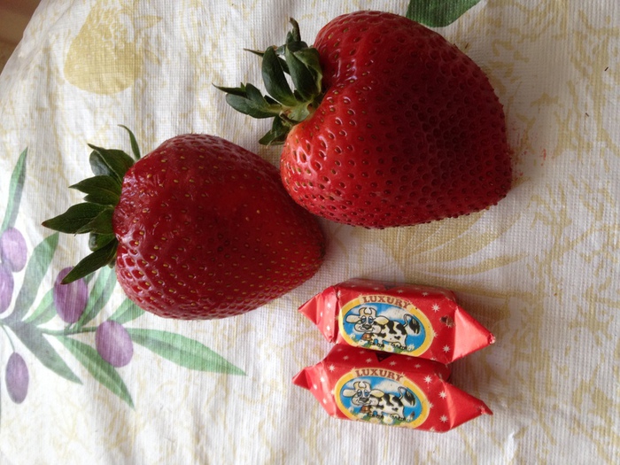 IMG_0219 (700x525, 174Kb)