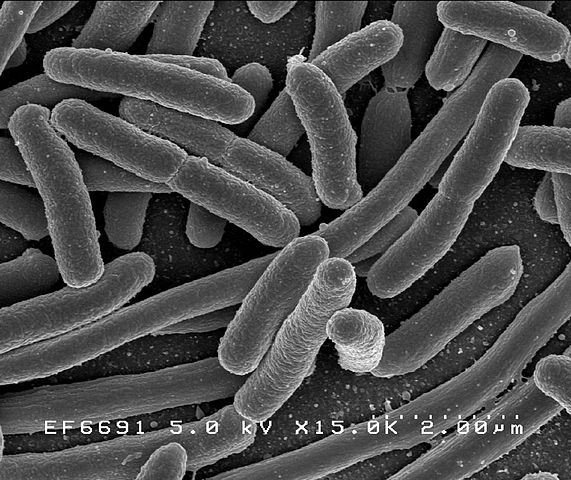Escherichia coli – представитель бактерий в кишечнике человека