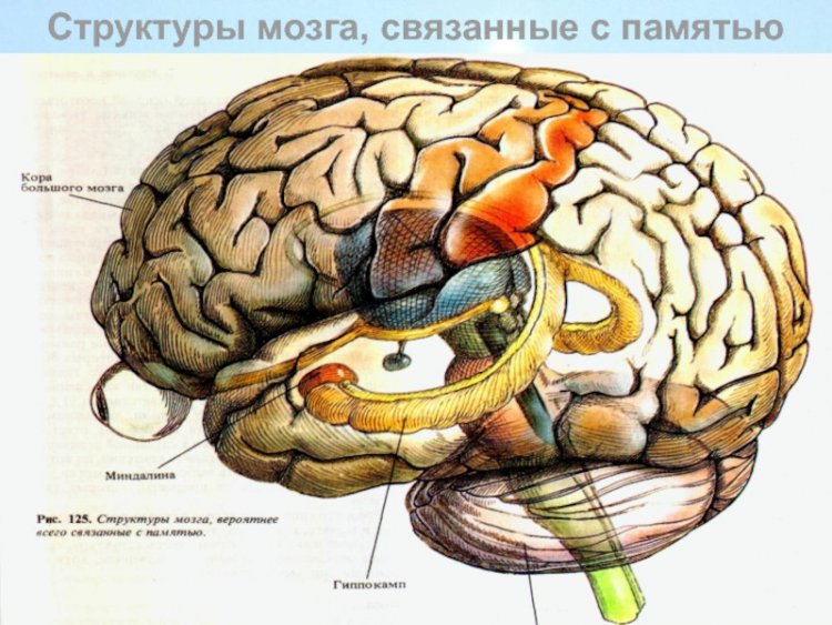 отделы мозга, отвечающие за память