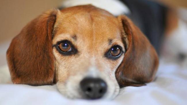 -собаки-слезятся-глаза.-Что-делатьэ-e1471156010964