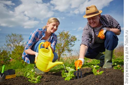 Полив и прополка овощей Полив и прополка овощей
